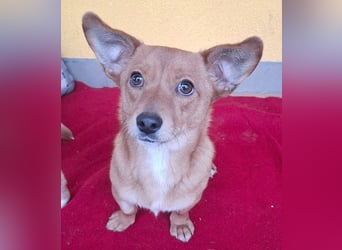 süße kleine BROWNIE - 10 Monate, 23cm/7kg - Dackel-Mix