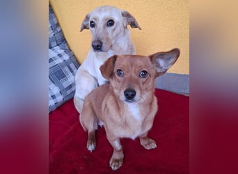 süße kleine BROWNIE - 10 Monate, 23cm/7kg - Dackel-Mix