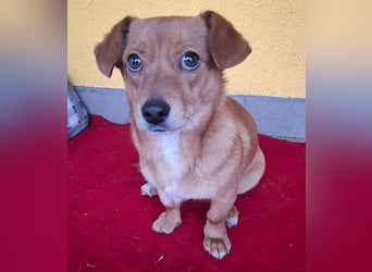 süße kleine BROWNIE - 10 Monate, 23cm/7kg - Dackel-Mix