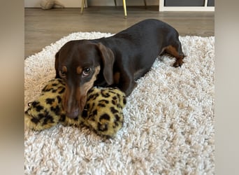Amerikanische Zwergdackelhündin Daisy sucht 5-Sterne-Zuhause