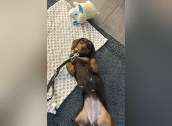 Amerikanische Zwergdackelhündin Daisy sucht 5-Sterne-Zuhause