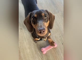 Amerikanische Zwergdackelhündin Daisy sucht 5-Sterne-Zuhause