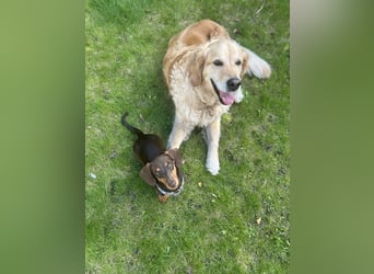 Amerikanische Zwergdackelhündin Daisy sucht 5-Sterne-Zuhause