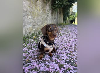 Amerikanische Zwergdackelhündin Daisy sucht 5-Sterne-Zuhause