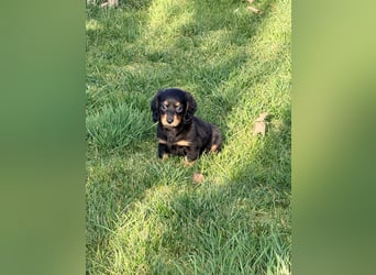 Amerikanische Zwergdackel Langhaar & Kurzhaar