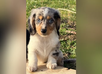 Amerikanische Zwergdackel Langhaar & Kurzhaar