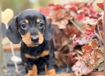 Amerikanischer Zwergdackel Welpe Langhaar / Kurzhaar