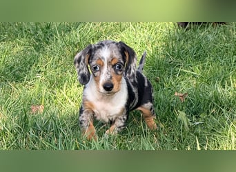 Amerikanische Zwergdackel Langhaar & Kurzhaar