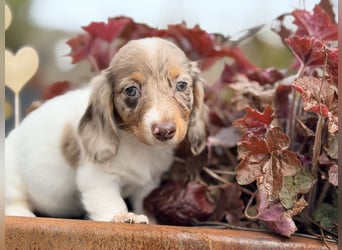 Amerikanischer Zwergdackel Welpe Langhaar / Kurzhaar