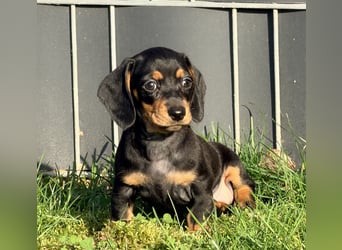 Amerikanische Zwergdackel Langhaar & Kurzhaar