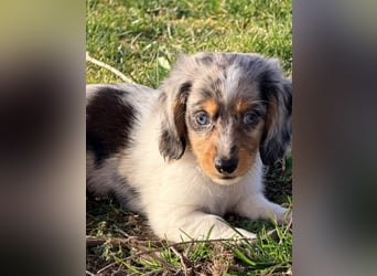 Amerikanische Zwergdackel Langhaar & Kurzhaar