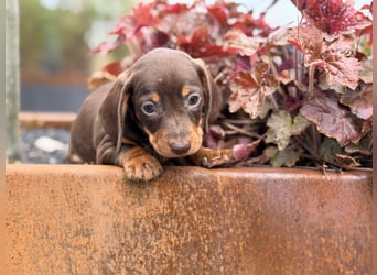Amerikanischer Zwergdackel Welpe Langhaar / Kurzhaar
