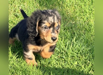 Amerikanische Zwergdackel Langhaar & Kurzhaar