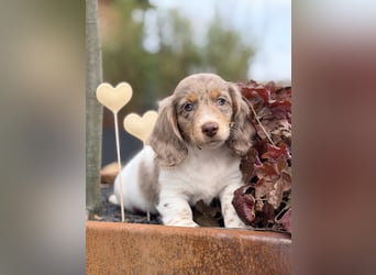 Amerikanischer Zwergdackel Welpe Langhaar / Kurzhaar