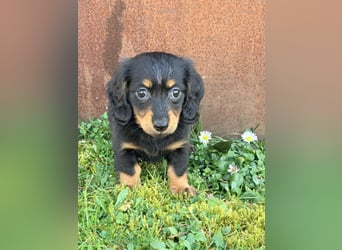 Amerikanische Zwergdackel Langhaar & Kurzhaar