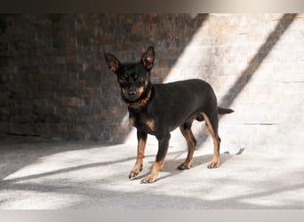 Darf Quiqui direkt wieder in ein weichen Körbchen ziehen?