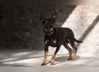 Schenkst du Quiqui ein weiches Körbchen?