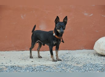 Schenkst du Quiqui ein weiches Körbchen?