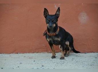 Schenkst du Quiqui ein weiches Körbchen?