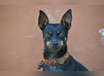 Darf Quiqui direkt wieder in ein weichen Körbchen ziehen?