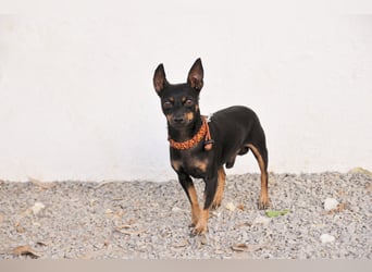 Schenkst du Quiqui ein weiches Körbchen?