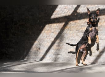 Schenkst du Quiqui ein weiches Körbchen?