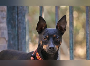 Darf Quiqui direkt wieder in ein weichen Körbchen ziehen?