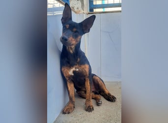 ROBIN ❤️ kleiner Herzensbrecher