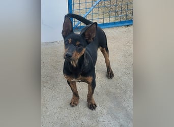 ROBIN ❤️ kleiner Herzensbrecher