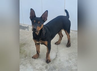 ROBIN ❤️ kleiner Herzensbrecher