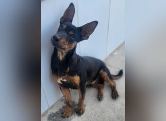 ROBIN ❤️ kleiner Herzensbrecher