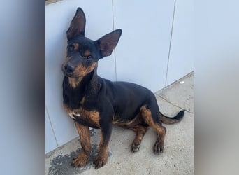 ROBIN ❤️ kleiner Herzensbrecher