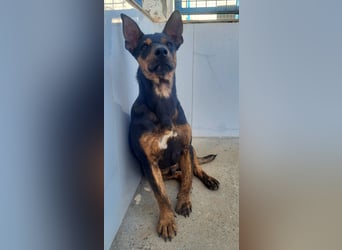 ROBIN ❤️ kleiner Herzensbrecher