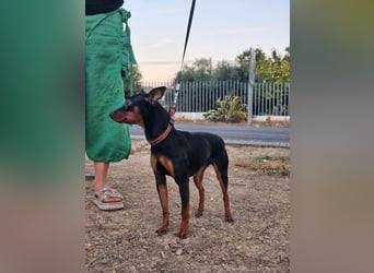 Dana,  Powermaus sucht Körbchen Dana,  Powermaus sucht Körbchen
