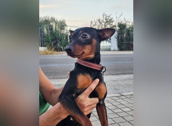 Dana,  Powermaus sucht Körbchen Dana,  Powermaus sucht Körbchen