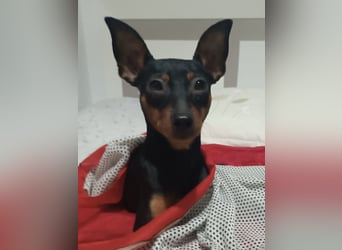 Dana,  Powermaus sucht Körbchen Dana,  Powermaus sucht Körbchen