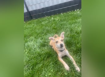 Tarea: einfach nur Zucker