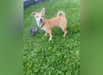 Tarea: einfach nur Zucker