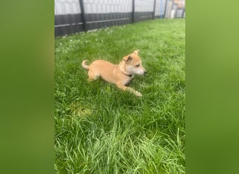 Tarea: einfach nur Zucker