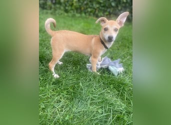 Tarea: einfach nur Zucker