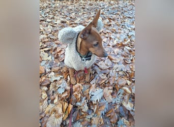 Reinrassige FCI (VDH)Zwergpinscherwelpen