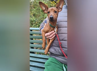 Reinrassige FCI (VDH)Zwergpinscherwelpen