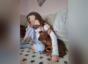 Reinrassige FCI (VDH)Zwergpinscherwelpen