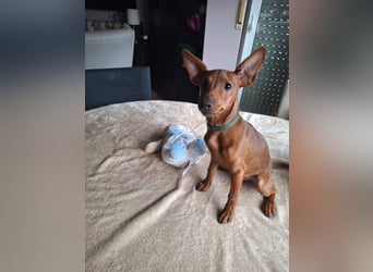 Reinrassige FCI (VDH)Zwergpinscherwelpen