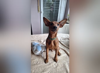 Reinrassige FCI (VDH)Zwergpinscherwelpen