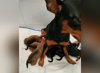 Reinrassige FCI (VDH)Zwergpinscherwelpen