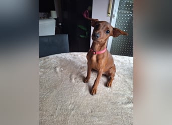 Edelzucht Zwergpinscherwelpen Weibchen such neues Zuhause