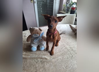 Edelzucht Zwergpinscherwelpen Weibchen such neues Zuhause