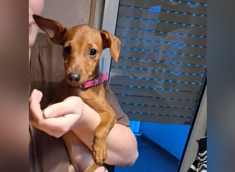 Edelzucht Zwergpinscherwelpen Weibchen such neues Zuhause