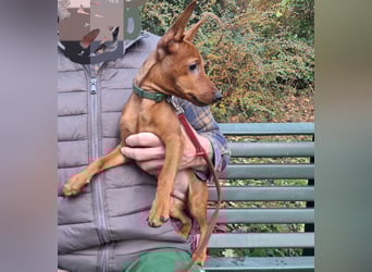 Reinrassige FCI (VDH)Zwergpinscherwelpen